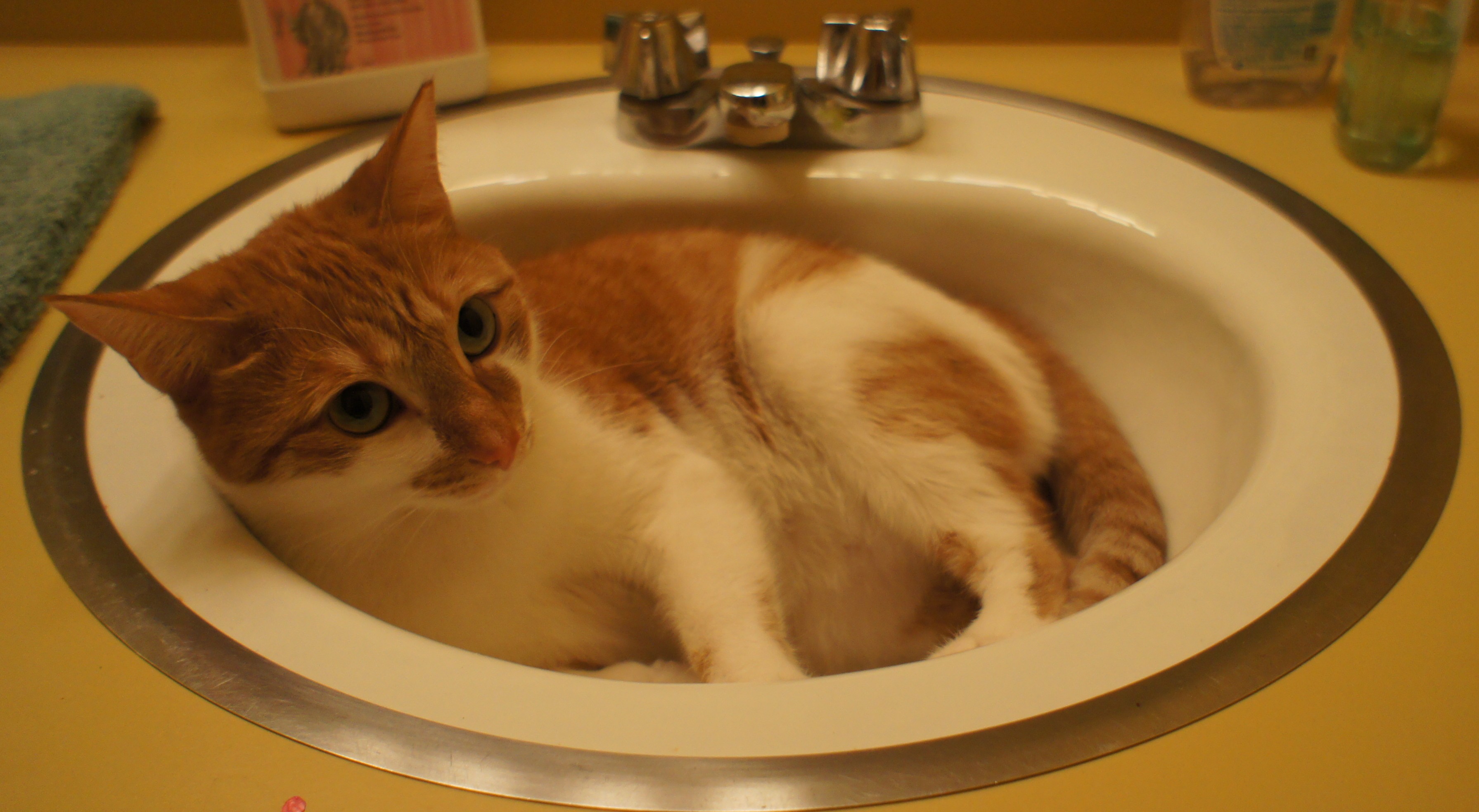 cat in sink